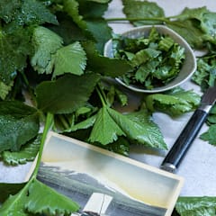 Mitsuba | Japanese Parsley Seeds | Baker Creek Seeds