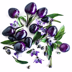 Filius Blue Hot Peppers with foliage on a white background.