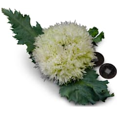 Swan's Down Poppy Seeds | Baker Creek Heirloom Seeds