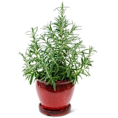 Rosemary (Rosy) Seeds | Baker Creek Heirloom Seeds