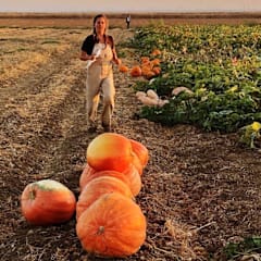 Big Max Pumpkin Squash Seeds | Baker Creek Heirloom Seeds