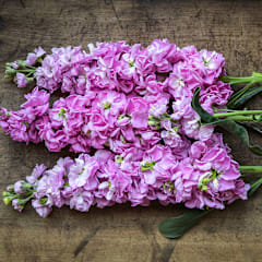 花 Funaki FL981-Stock_Seeds_-
