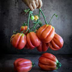 Gezahnte Tomato | Baker Creek Heirloom Seeds