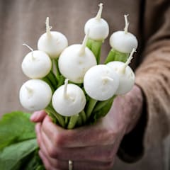 Tokinashi Turnip Seeds | Baker Creek Heirloom Seeds