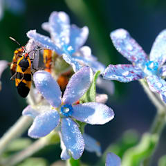 Heavenly Blue Tweedia Seeds | Baker Creek Heirloom Seeds