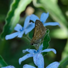 Heavenly Blue Tweedia Seeds | Baker Creek Heirloom Seeds