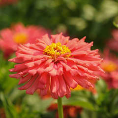 Pink Senorita Zinnia Seeds | Baker Creek Heirloom Seeds