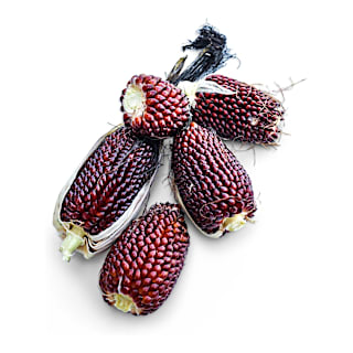 Strawberry Popcorn Seeds | Baker Creek Heirloom Seeds