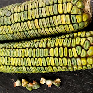 Oaxacan Green Corn Seeds | Baker Creek Heirloom Seeds