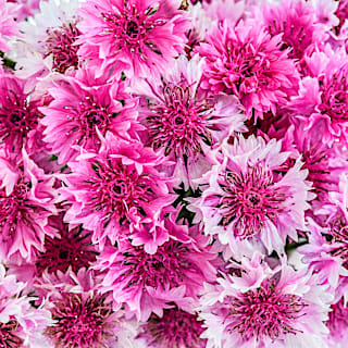 Pinkie Bachelor's Button Seeds | Baker Creek Heirloom Seeds