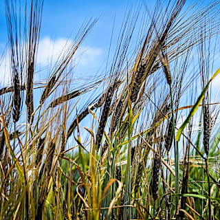 Black Hulless Barley Seeds | Baker Creek Heirloom Seeds