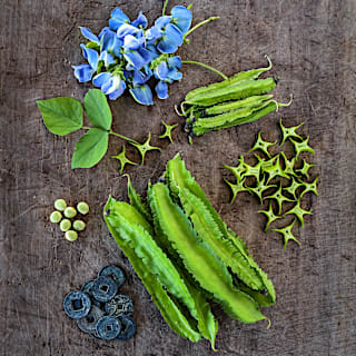 mimi17〜19ビーンズ君x8 Urizun Japanese Winged Bean | Baker Creek Heirloom Seeds