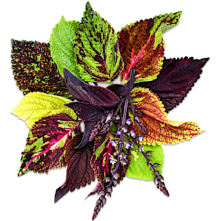 Coleus Seeds, Pinto Mix