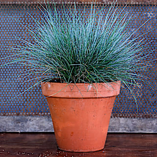 Grass Seeds, Blue Buddy