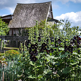 Jet Black Hollyhock Seeds | Baker Creek Seeds