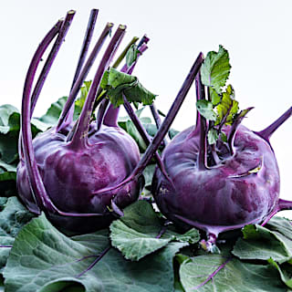 Azur Kohlrabi Seeds | Baker Creek Heirloom Seeds