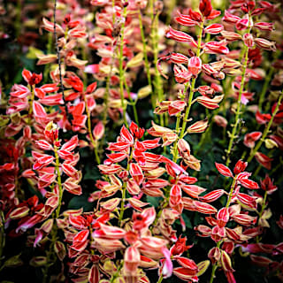 Salvia Seeds, Scarlet Bicolor