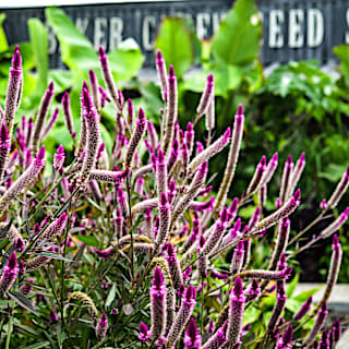 flowering plant seeds 10 Heirloom Flower Seed Collection – Non-GMO Annuals & Perennials main image 1