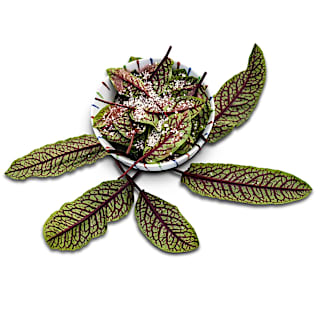 Bloody Dock Herb (Red Sorrel) Seeds | Baker Creek Seeds Bloody Dock Herb (Red Sorrel) Seeds | Baker Creek Seeds