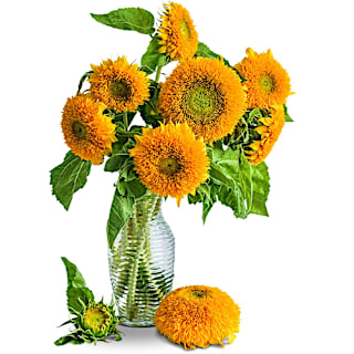 Teddy Bear Sunflower Seeds | Baker Creek Heirloom Seeds