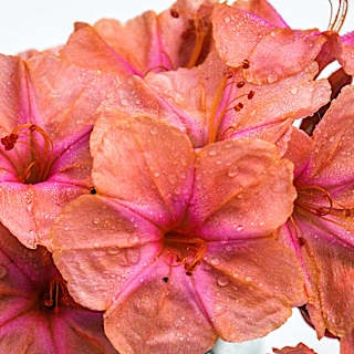 Salmon Sunset Four O'Clocks | Baker Creek Heirloom Seeds