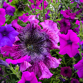 Superbissima Cosmic Cherry Petunia Seeds | RareSeeds.com