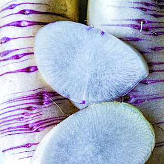 Akasuji Radish Seeds | Baker Creek Heirloom Seeds