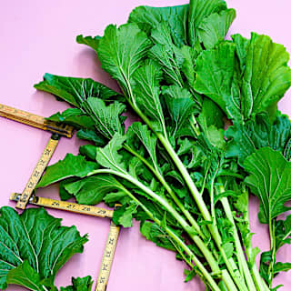 野菜 kimsun Japanese Snow Green Bok Choy Seeds | RareSeeds.com