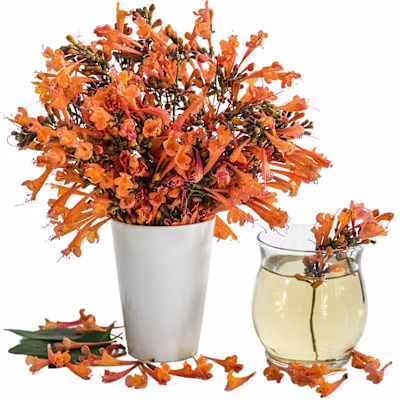 Apricot Sprite &mdash; peachy-apricot agastache flowers