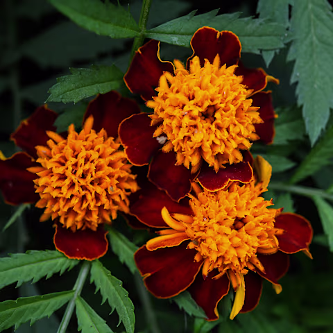 Orange Flame Marigold