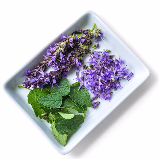 Astello Indigo &mdash; deep indigo-purple compact agastache