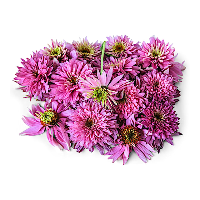 HB312-Echinacea_Seeds_-