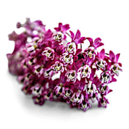 Flower Seeds | Baker Creek Heirloom Seeds