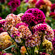 Cockscomb & Celosia Seeds | Baker Creek Heirloom Seeds