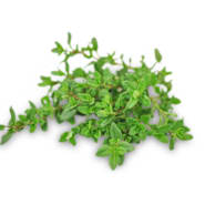 Thyme Seeds | Baker Creek Heirloom Seeds