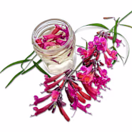 Agastache Seeds