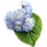 Ageratum Seeds