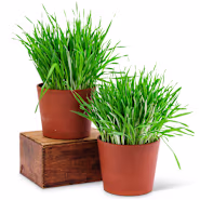Barley Seeds