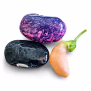 Bean Seeds