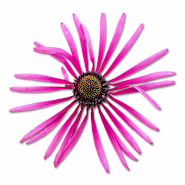 Echinacea Seeds