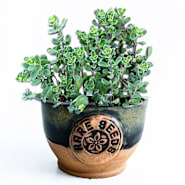 Marjoram Seeds