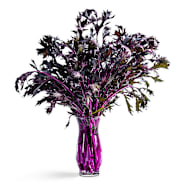 Mizuna Seeds