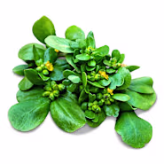 Purslane Seeds