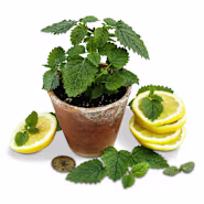 Lemon Balm Seeds