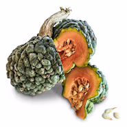 Squash Seeds