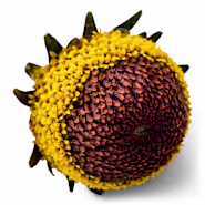 Toothache Plant Seeds