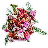 Yarrow Seeds