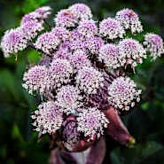 Angelica Seeds | Baker Creek Heirloom Seeds
