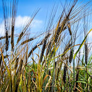 Black Hulless Barley growing in gardens at the Baker Creek Seed Co. farm.