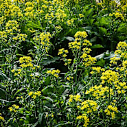 Rapini blooming with bright yellow edible flowers in the garden at Baker Creek.
